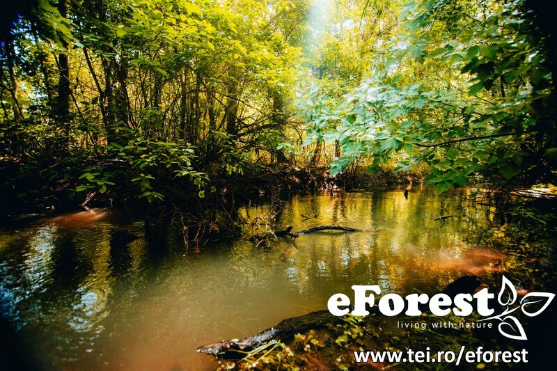 Crevedia eForest, la Drumul National DN1A,